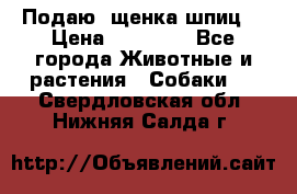 Подаю. щенка шпиц  › Цена ­ 27 000 - Все города Животные и растения » Собаки   . Свердловская обл.,Нижняя Салда г.